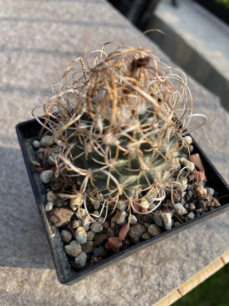 Turbinicarpus graminispinus